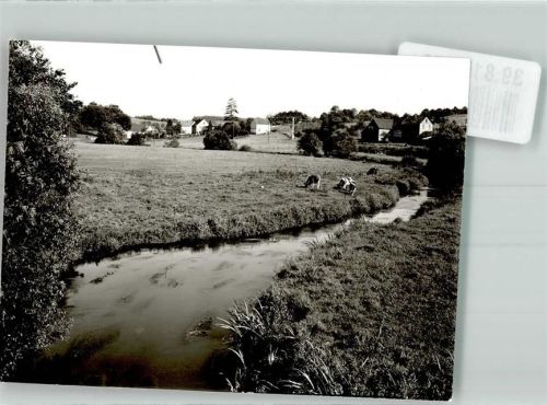 57632 W5232 Seelbach , Westerw FOTO KEINE AK Weidende Kühe am Bachlauf Foto Original aus Archiv eines Ansichtskartenverlags Ort handschriftlich