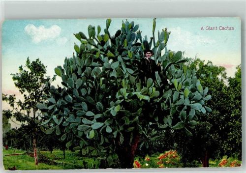A Giant Cactus On the Road of a Thousand Wonders