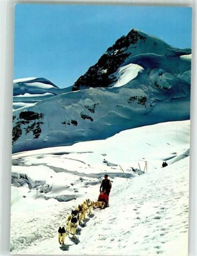 Polarhunde Jungfraujoch Rottalhorn