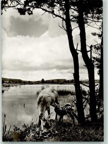 Bad Wurzach Am Riedsee Rehe