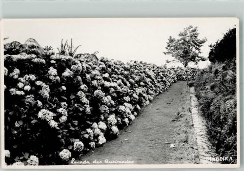 Madeira Blumen
