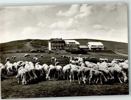 Belchen Weidende Schafe vor dem Hotel Gasthaus Belchenhaus Hüttenstempel Belchenhaus