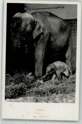 Hellabrunn Junger indischer Elefant mit Mutter Cora