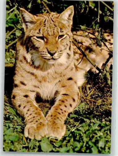 Luchs Nationalpark Bayr. Wald