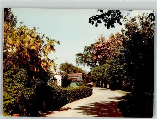 Ulsnis Dorfstraße zwischen blühenden Bäumen Foto Original aus Archiv eines Ansichtskartenverlags Ort handschriftlich