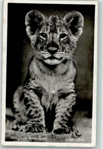 Berlin Mitte 1939 Junge Raubkatze Zoo