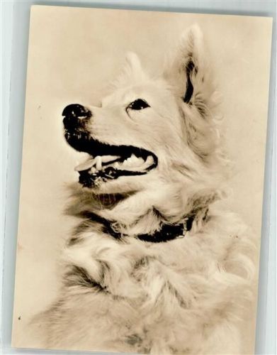 1974 VEB Verlag Foto: Petzold weißer Hund