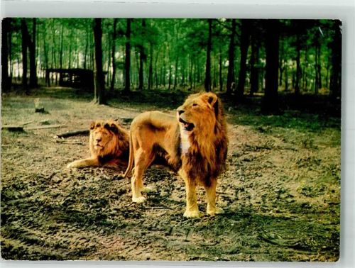 Tüddern 1986 Großwild Auto-Foto-Safari
