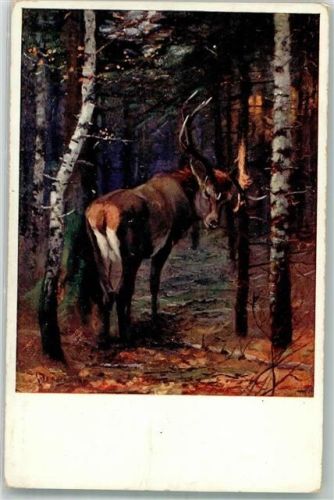 Hirsch B.K.W.I. Nr.667-6