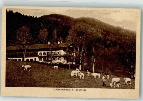 Gmund Kühe Unterbuchberg Cafe
