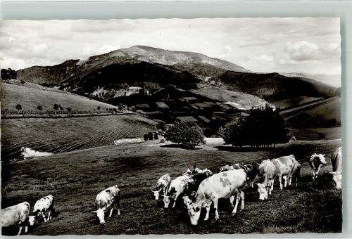 Belchen Weidende Rinder auf einer Alm vor dem Berg