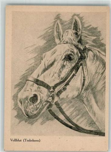 Vollblut Trakehner