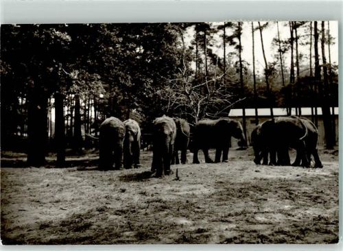 Stukenbrock Tierpark Elefanten Ort handschriftlich Foto Original aus Archiv eines Ansichtskartenverlags