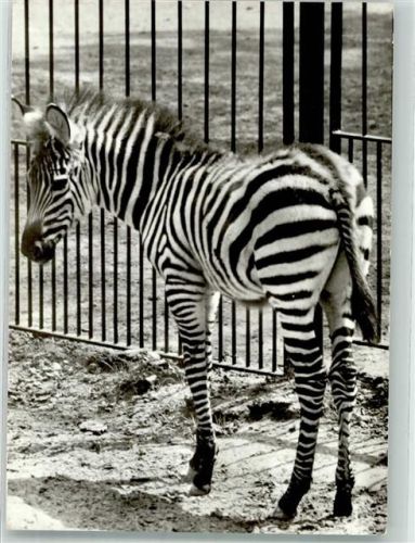 Rostock Zebra