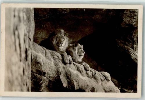 Stellingen Löwen in der Löwenschlucht