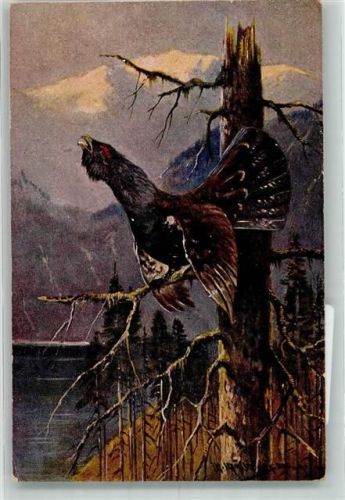 Auerhahn Verlag Köhler Serie 585