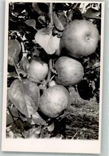 1943 Apfelernte
