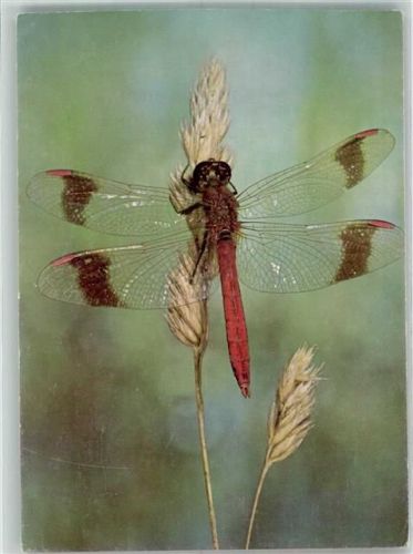 Gebänderte Heide-Libelle Fotograf Hermann Eisenbeiss Deutsches Jugendherbergswerk