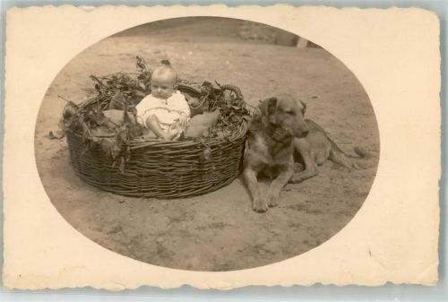 Hund