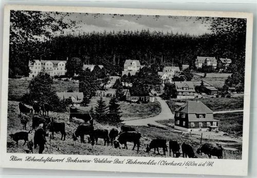 Hahnenklee-Bockswiese Weidende Rinder oberhalb des Ortes Verlag Karl Thoericht Nr. 14908