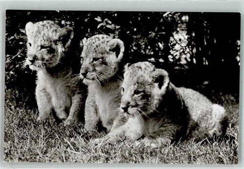 Stellingen Raubkatzen Babys Zoo Hagenbeck
