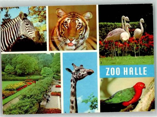 Halle Flamingos Tiger Zebra Giraffe Königssittich