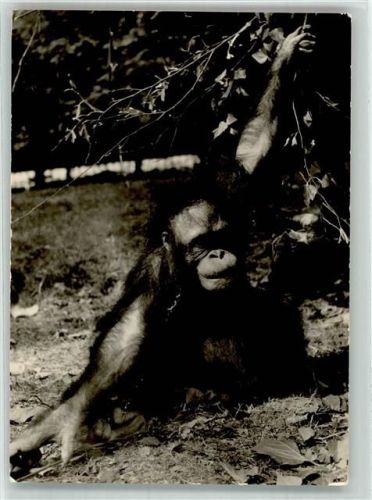 Rostock Orang Utan Weibchen Zoo