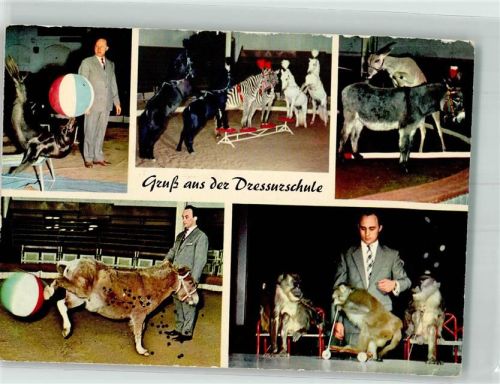 Stellingen Seehund Zebras Affen Esel Dressur