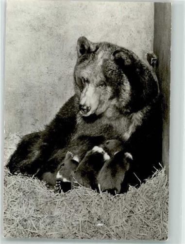Hirschfeld 1984 Zoo Tierpark Wochenstube Saskia Braunbärin Bild und Heimat