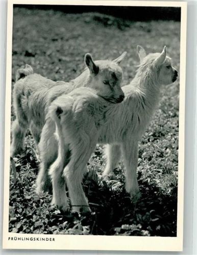 Zwei kleine Zicklein Photo-Porst