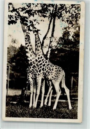 München Giraffen