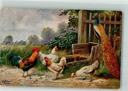 1916 Hahn Pfau sign. Schönian, Alf.