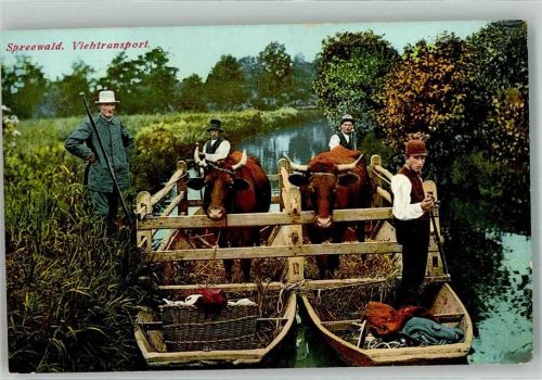 Lehde Kühe Rinder Viehstransport im Kahn Landwirtschaf Bauern Verlag Striehmann Nr. 125