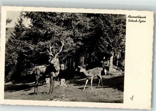 Rottach-Egern 1935 Hirsch im Alpenwildpark Fotograf Georg Eitzenberger