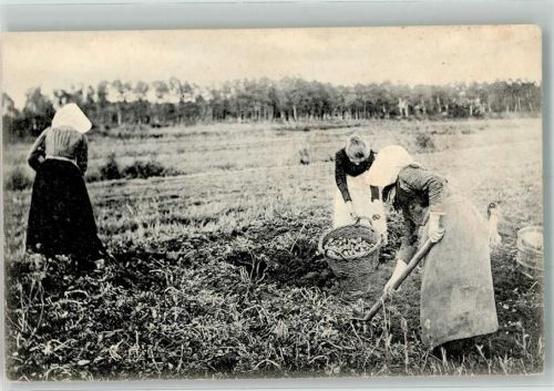 1910 - 1920 Frauen bei der Kartoffelernte ( Leim löst sich