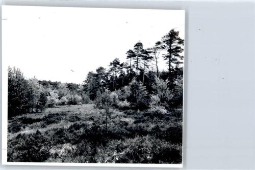 Tosterglope Waldpartie, Fotoabzug