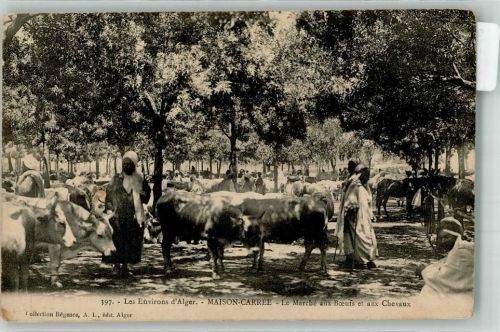 Alger 1910 - 1920 Rindermarkt Marktszene Le Marche aux Boefs et aux Chevaux