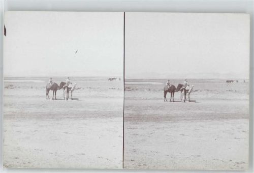 Constantine Stereofoto, In der Sahara, Lehmboden, Kamel, Sahara-Atlas