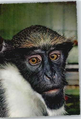 Diana-Meerkatze, Zoo Frankfurt