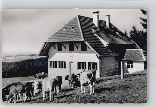 Altenschwand Naturfreundehaus Hotzenwald, Kuh
