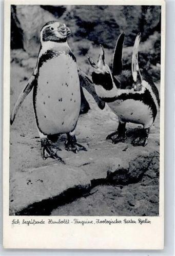 Humboldt-Pinguine