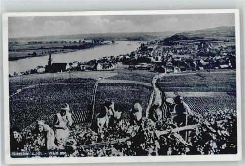 Nierstein Weinlese