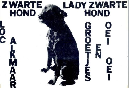 Lady Zwarte Hond