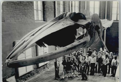 Stralsund Meeresmuseum Finnwal