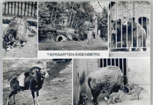 Eisenberg Waschbär Braunbären Mufflon Wildschweine Tiergarten