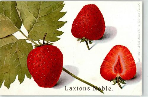 Laxtons Noble