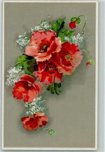 Klastschmohn