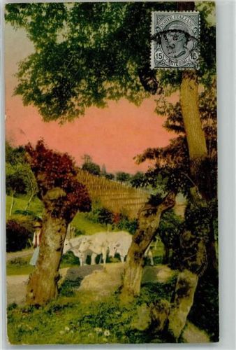 Terni 1920 Kühe