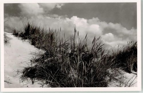 Sankt Peter-Ording Dünengras