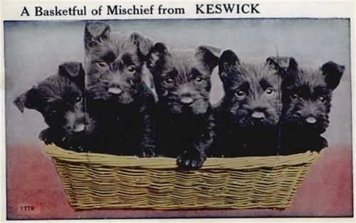 Keswick Keswick (Großbritannien) Leporello Welpen I-II (Stauchung)